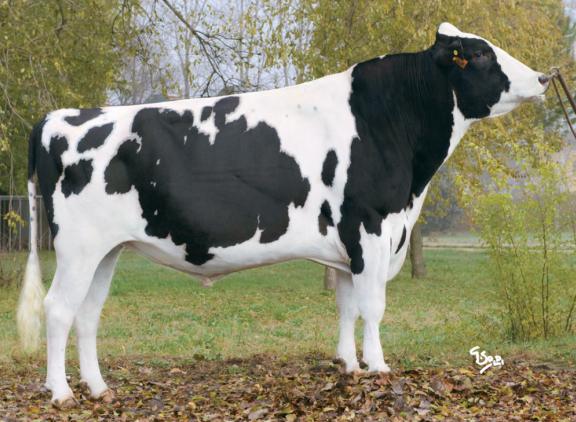 De meeste honderdtonners vorig jaar hadden New Farm Britt Prince als vader