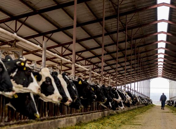 De omvang van de Amerikaanse inseminatiemarkt nam voor het eerst in vijf jaar weer toe