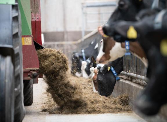 Bij een ruw eiwit van 160 gram is een goede voerwinst haalbaar, blijkt uit analyse van Countus
