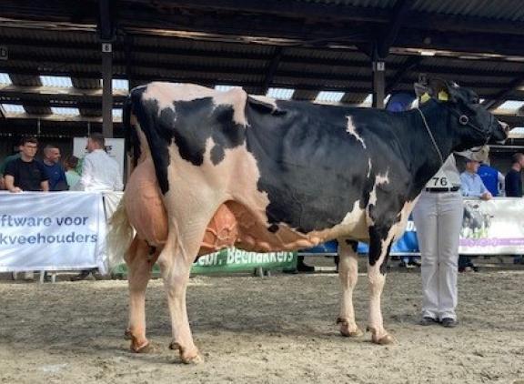Westside Annie 149 (v. Malki) wint de seniorentitel van de wintershow West-Brabant