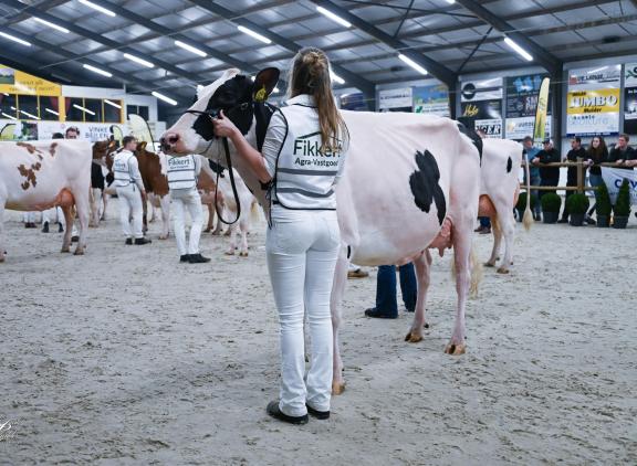 Drouner Cosmo 1836 valt voor het twaDrouner Cosmo 1836 valt voor het tweede jaar op rij in de prijzen in Beilen (foto: Henk Lomulder)ede jaar op rij in de prijzen in Beilen