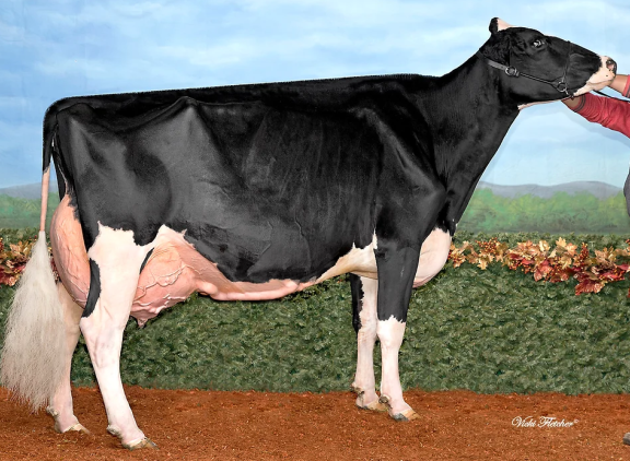 De met 96 punten ingeschreven Bosdale Shottle Liberty (v. Shottle) is een van de 409 excellente Canadese koeien met het prefix Bosdale (foto: Vicky Fletcher)