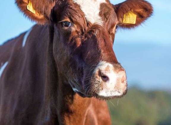 Havanna is de eerste Duitse roodbontkoe die 200.000 kg melk produceerde (foto: BRS)