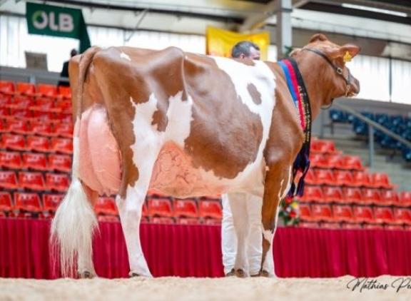 De nieuwe Miss Ostfriesland heet ZR Helene (v. Absolute) (foto: Mathias Penn)