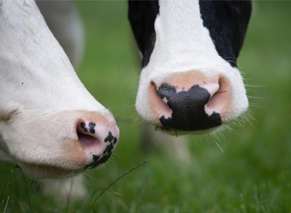 In Slowakije geldt een landelijk vervoersverbod, in Hongarije is een opstallingsplicht van kracht en worden varkens geslacht om verspreiding van mkz te voorkomen