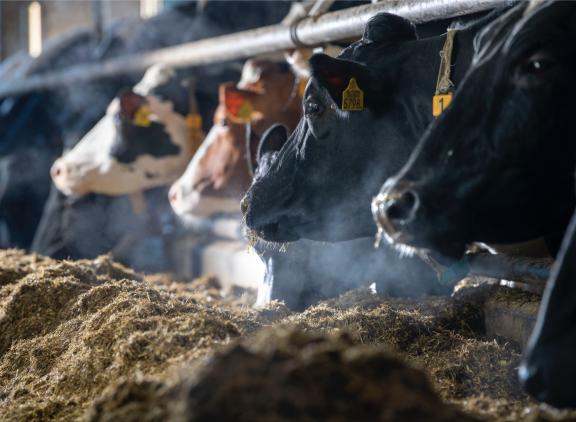 Het ontbreken van een verdienmodel is de belangrijkste reden waardoor de doelstelling niet werd gehaald