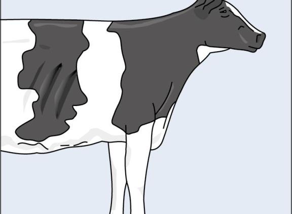 Het kenmerk ribvorm wordt gescoord op een schaal van 1 tot en met 9 waarbij 1 staat voor rechte ribben en weinig welving en 9 voor schuine ribben en veel welving