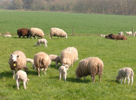 Alle mkz-testen op vanuit Slowakije geïmporteerde schapen pakten gunstig uit. De blokkade van het ontvangende bedrijf is opgeheven (foto ter illustratie)