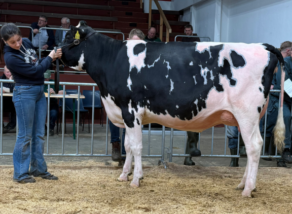 Voor 5100 euro verhuist deze Missourivaars naar Nederland (foto: OHG)