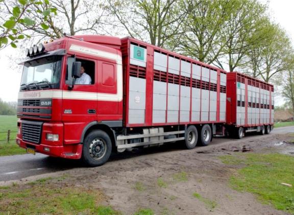 Vanaf half januari zijn er vanuit Hongarije geen transporten geweest met runderen vanuit Nederland 