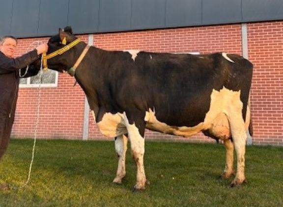 Elagaaster Antje gaf gemiddeld 57,8 kg melk in vijf lactaties (foto: familie Van Berkum)