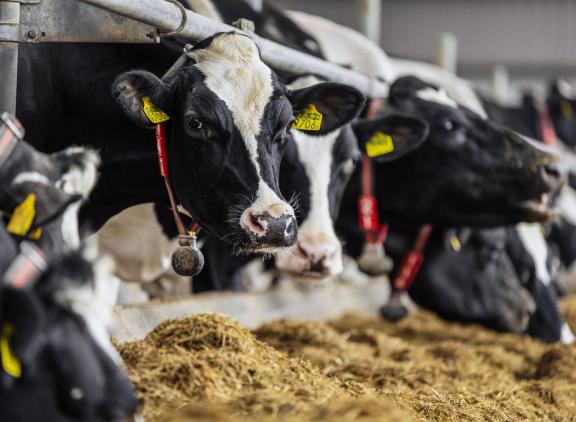 De langetermijnverwachtingen voor de melkveehouderij laten een melkprijs van 49 euro per 100 kilogram melk zien, maar gaat ook uit van hogere kosten