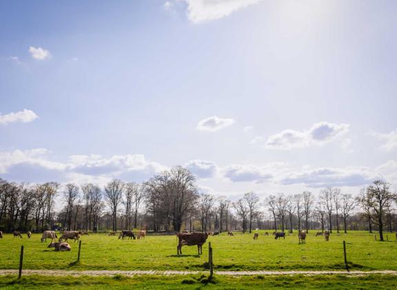 Met oplopende temperaturen en wat regen zal de grasgroei sterk oplopen, verwacht de Weideman