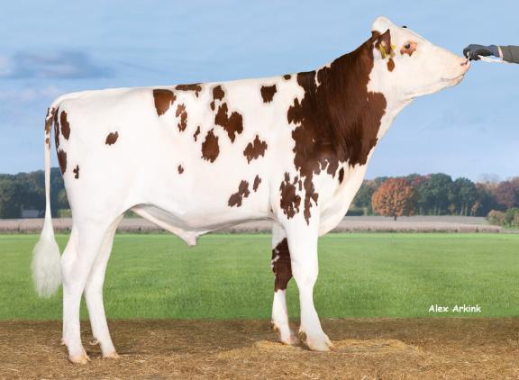 Reno (Rubels x Styx) is met 139 RZG de hoogste nieuwkomer