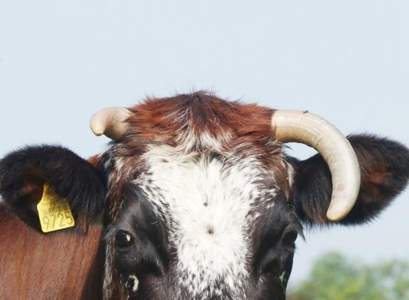 Niet de hoorns, maar wel het melkeiwit β-caseïne kan de vertering van melk beïnvloeden