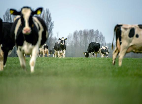 Het drogestofpercentage van het verse gras is in vergelijking met vorig jaar tien procent hoger