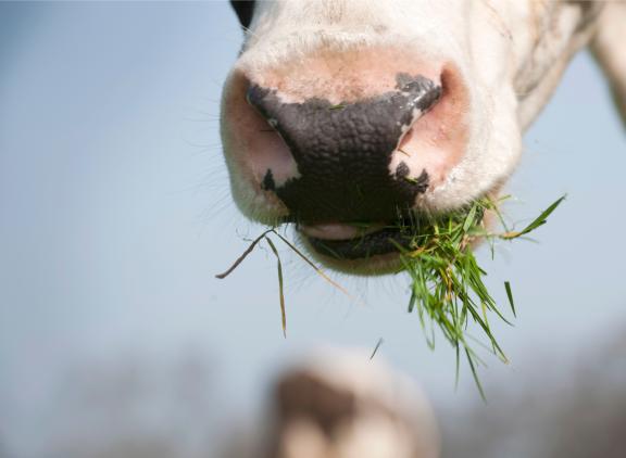 Het gras is erg smakelijk en koeien kunnen het diep weggrazen
