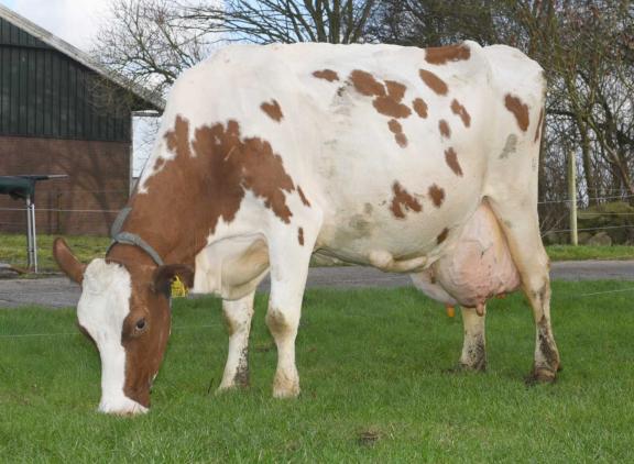 Rode Sjerkje 3 werd in december nog getroffen door een colibesmetting, maar geeft inmiddels weer 30 kg melk per dag (foto: Harrie van Leeuwen)