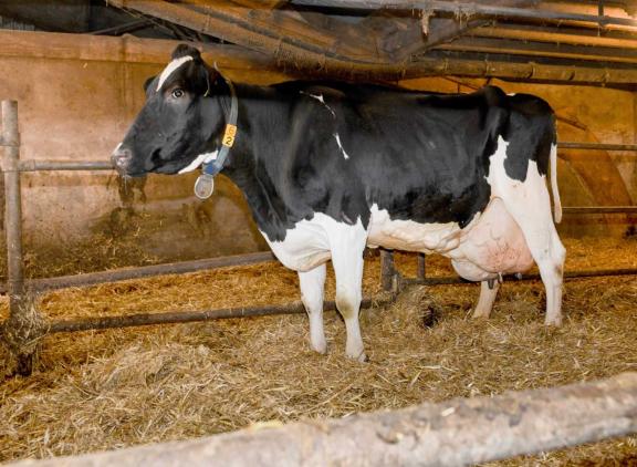 Helma is gewoon altijd blijven lopen zonder echt op te vallen (foto: Harrie van Leeuwen)