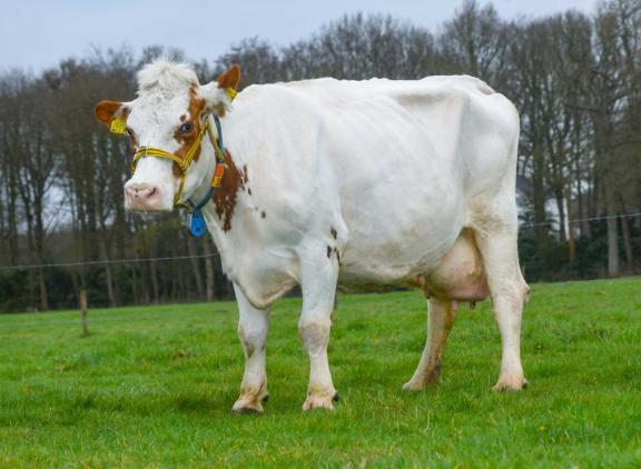 Oda werd pas opnieuw ingeschreven met 85 punten, met 87 punten voor beenwerk, ondanks een beperkte hoogtemaat en een schoonheidsfoutje aan de klauwen (foto: Harrie van Leeuwen)