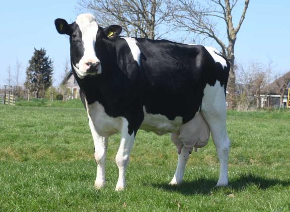 Sterkoe Alberdien produceerde tot nu toe bijna 145.000 kg melk (foto: Harrie van Leeuwen)