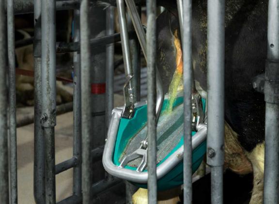 De emissiefactor van het koetoilet is vastgesteld op 6 kg ammoniak per dierplaats per jaar