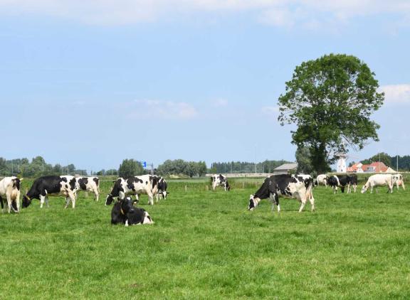 Weidegang is in Vlaanderen een toegekende maatregel op de PAS-lijst, de lijst van ammoniakreducerende maatregelen