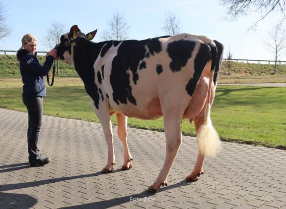 De Wijde Blik Matzi Matzi won ook de reservetitel tijdens de wintershow Zwolle (foto: Foto Zaar)