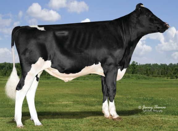 Siemers Renegade Rozline is de nummer twee in Canada