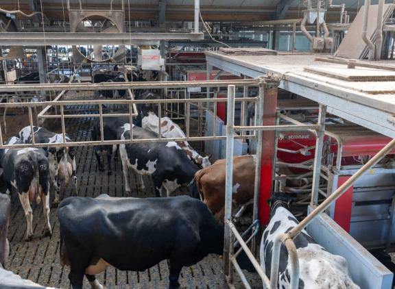 In totaal kwam de Nederlandse melkaanvoer in maart uit op 1,19 miljoen ton