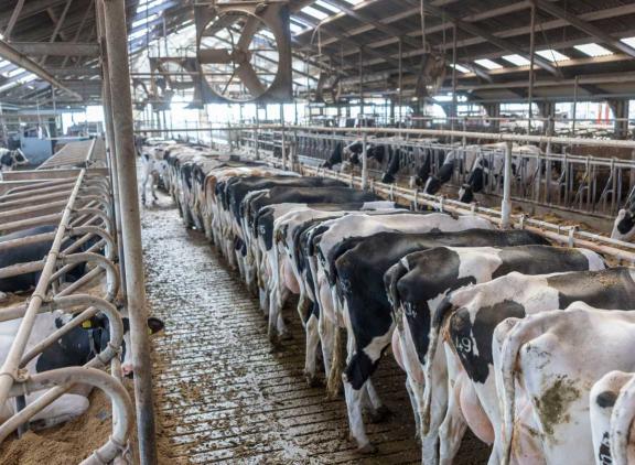 Bijna een kwart van alle Nederlandse koeien loopt op een bedrijf met meer dan 200 koeien