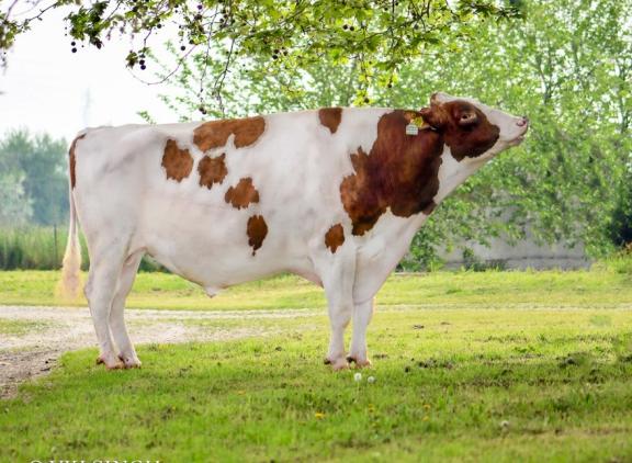 K&L RM Inseme Barone Rosse R stamt uit de koefamilie van Gen-I-Beq Goldwyn Secret