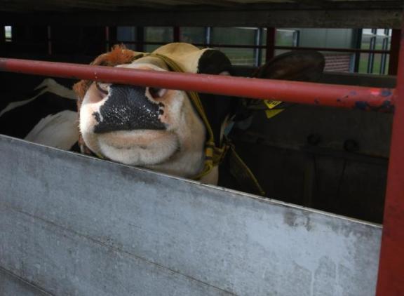 Bij bijna twee derde van de inslepen speelde handel van dieren een rol bij de insleep van ibr