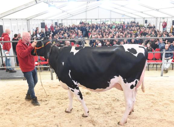 De met 88 punten ingeschreven Kolhorner SM Lucardi bracht 7000 euro op (foto: Harrie van Leeuwen)