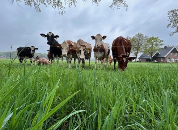 De koeien produceren gemakkelijk van het verse gras