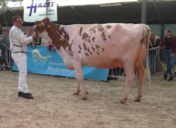 Winnares Willem’s-Hoeve JMW Applause 26 won vorig jaar de vaarzentitel op de Avondbloesemshow (foto: Harrie van Leeuwen)