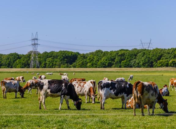 Het aantal melk- en kalfkoeien is ten opzichte van 1980 met 34 procent afgenomen tot 1,54 miljoen dieren