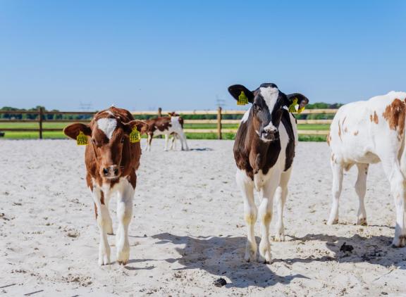 De jonge vleeskalveren worden gehouden in groepen op stro met een ruime buitenuitloop op het ‘kalverstrand aan de IJssel’