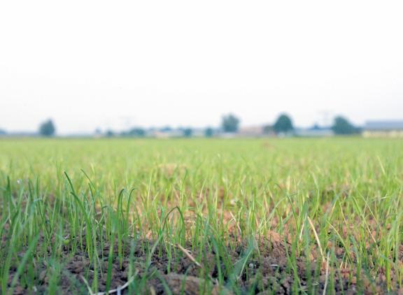Aan de Belgische rassenlijst zijn zeven nieuwe Engelse raaigrasrassen en één nieuw rietzwenkgrasras toegevoegd