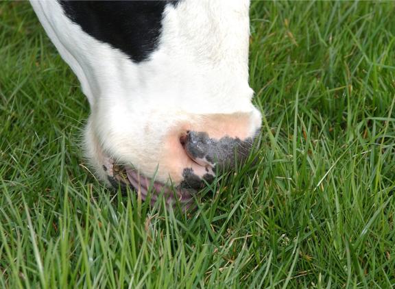 gras