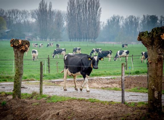 Het effect van de regen is nu nog niet terug te zien in de versgrasdata