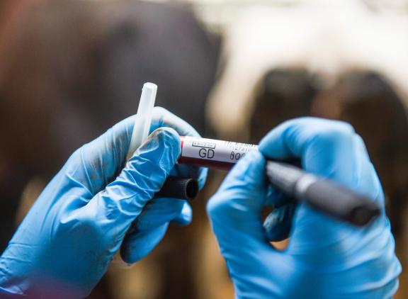 Eind 2024 nam zo’n 53 procent van de Nederlandse rundveebedrijven deel aan het privaat bvd-bestrijdingsprogramma