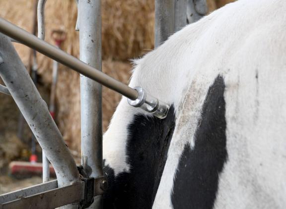 Bedrijven met het statuut ‘ibr-vrij’ of ‘gE negatief in transitie’ mogen hun dieren niet vaccineren