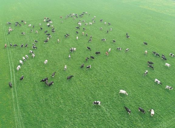 De koeien grazen nog tevreden dankzij prima suikerwaarden en droog gras