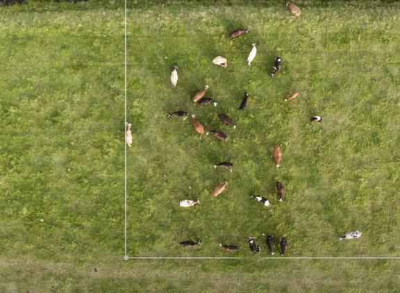 Collie kreeg voor het nieuwe systeem van draadloos weidende Weidegang Trofee 2025 (beeld: Collie)