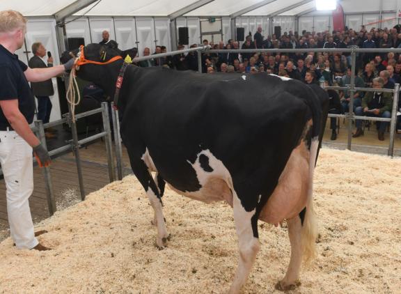 De vier jaar oude excellente Jelte 1072 (v. Lautrust) bracht 10.000 euro op (foto: Harrie van Leeuwen)