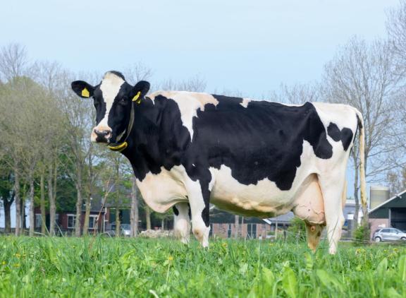 Zandhoeve Pietje 1461 kan zich in haar twaalfde lijst met een lactatiewaarde van 114 nog steeds meten met de beste koeien in de koppel