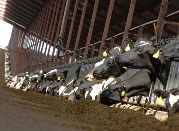 Door verplaatsing van besmette dieren over grote afstanden werd vogelgriep snel en breed verspreid in de Amerikaanse melkveehouderij (foto ter illustratie)