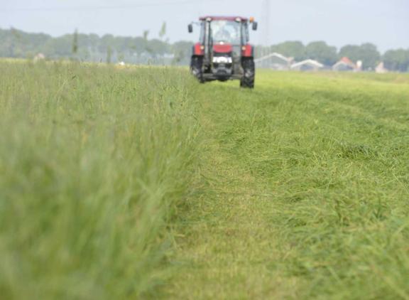 Wacht niet op een ‘echte’ maaisnede als het gras in de aar schiet