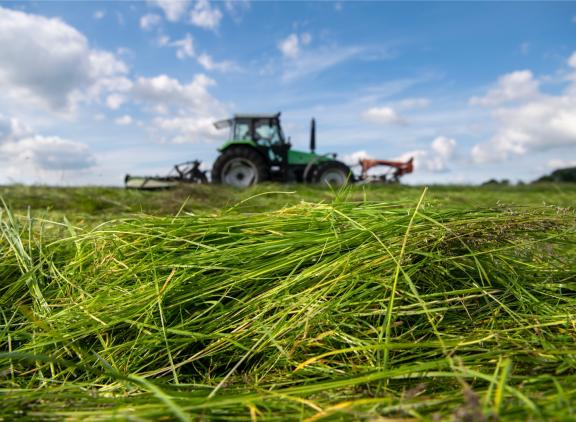 Zelfs als het gras nog maar drie weken aan de groei is, kun je dat bloeiende spul volgens de Weideman maar beter bij de eerste gelegenheid maaien
